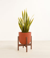 Load image into Gallery viewer, Earth Red stand:walnut