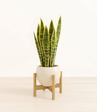 Load image into Gallery viewer, Shiny EggWhite stand:bamboo