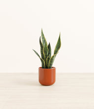 Load image into Gallery viewer, Glossy Red*****Profile