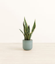 Load image into Gallery viewer, Reactive Aqua*****Profile