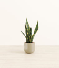 Load image into Gallery viewer, Sage Green*****Profile