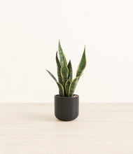 Load image into Gallery viewer, Stone Black*****Profile