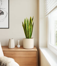 Load image into Gallery viewer, Cream