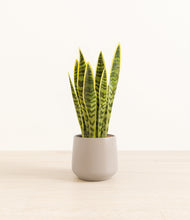 Load image into Gallery viewer, Eternal Gray*****Profile