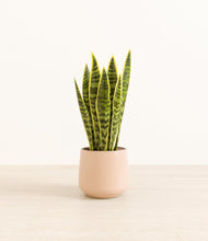 Load image into Gallery viewer, Gentle Pink*****Profile