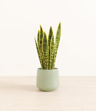 Load image into Gallery viewer, Turquoise*****Profile