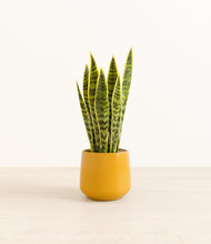 Load image into Gallery viewer, Mustard*****Profile