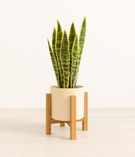 Load image into Gallery viewer, Cream stand:light