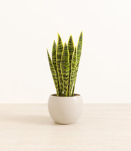 Load image into Gallery viewer, Shiny EggWhite*****Profile