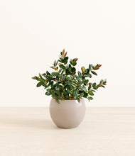 Load image into Gallery viewer, Desert Brown*****Profile