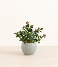 Load image into Gallery viewer, Deep Ocean*****Profile