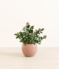 Load image into Gallery viewer, Calm Rose*****Profile