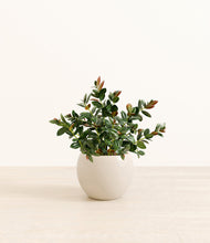 Load image into Gallery viewer, Shiny EggWhite*****Profile