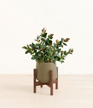 Load image into Gallery viewer, Olive stand:walnut
