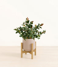 Load image into Gallery viewer, Eternal Gray stand:bamboo