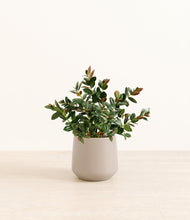 Load image into Gallery viewer, Eternal Gray