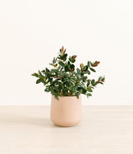 Load image into Gallery viewer, Gentle Pink