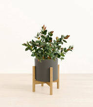 Load image into Gallery viewer, Dark Olive stand:bamboo