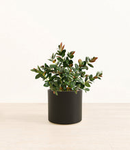 Load image into Gallery viewer, Black