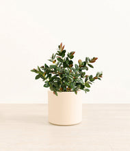 Load image into Gallery viewer, Cream