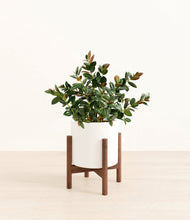 Load image into Gallery viewer, White stand:walnut