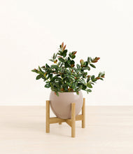 Load image into Gallery viewer, Desert Brown stand:bamboo