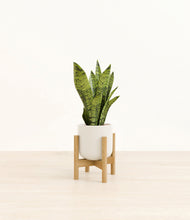 Load image into Gallery viewer, Cotton White stand:bamboo