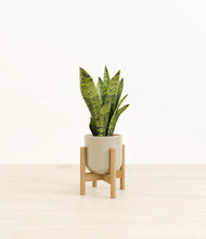 Load image into Gallery viewer, Sage Green stand:bamboo