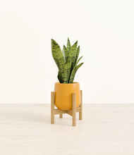 Load image into Gallery viewer, Mustard stand:bamboo