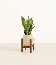 Load image into Gallery viewer, Almond Green stand:walnut