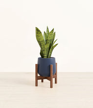 Load image into Gallery viewer, Deep Navy stand:walnut