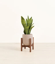 Load image into Gallery viewer, Eternal Gray stand:walnut