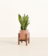 Load image into Gallery viewer, Calm Rose stand:walnut