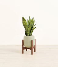 Load image into Gallery viewer, Turquoise stand:walnut