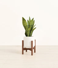 Load image into Gallery viewer, White stand:walnut