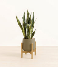 Load image into Gallery viewer, Olive stand:bamboo