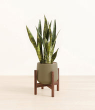 Load image into Gallery viewer, Olive stand:walnut