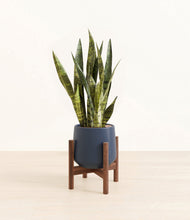 Load image into Gallery viewer, Deep Navy stand:walnut