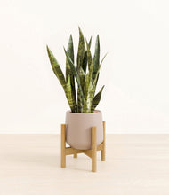 Load image into Gallery viewer, Eternal Gray stand:bamboo