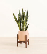 Load image into Gallery viewer, Gentle Pink stand:walnut