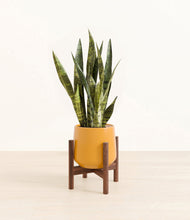 Load image into Gallery viewer, Mustard stand:walnut