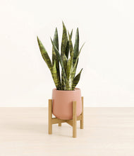 Load image into Gallery viewer, Calm Rose stand:bamboo