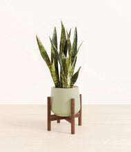 Load image into Gallery viewer, Turquoise stand:walnut