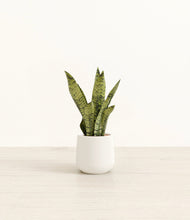 Load image into Gallery viewer, White*****Profile