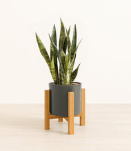 Load image into Gallery viewer, Dark Olive stand:light