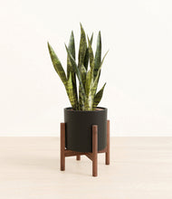 Load image into Gallery viewer, Black stand:walnut