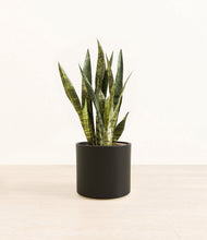 Load image into Gallery viewer, Black*****Profile