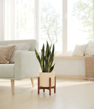 Load image into Gallery viewer, Cream stand:walnut