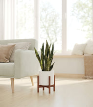 Load image into Gallery viewer, White stand:walnut