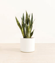 Load image into Gallery viewer, White*****Profile